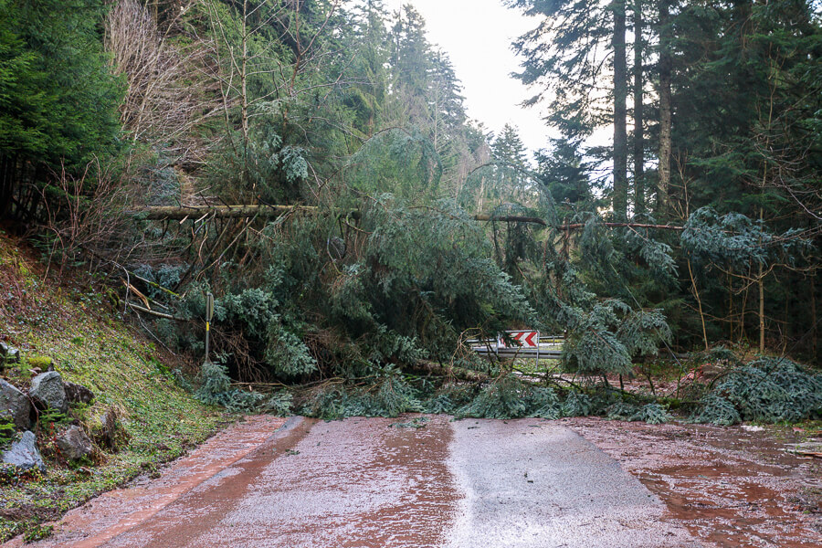 Erdrutsch und umgestürzte Bäume in der Berneck