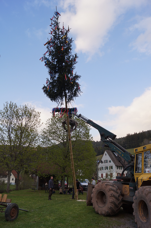 Maibaum stellen 2022 in Reinerzau - Bild 1 der Serie