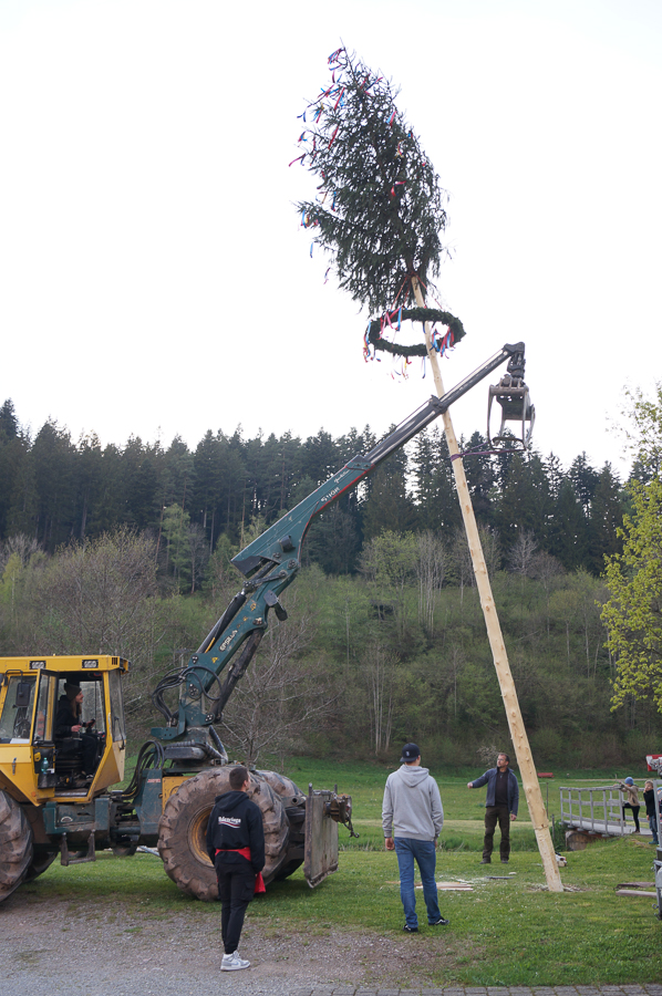 Maibaum stellen 2022 in Reinerzau - Bild 2 der Serie